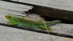 Timon lepidus ibericus