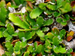 Pittosporum anomalum