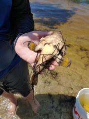 Ogcocephalus cubifrons