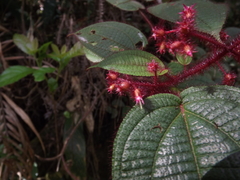Miconia