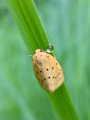 Stigmatophora flava leacrita