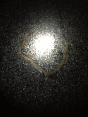 Masticophis flagellum piceus