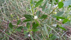 Myoporum boninense