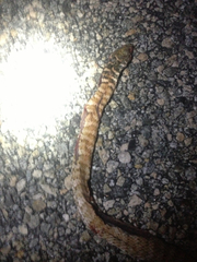 Masticophis flagellum piceus