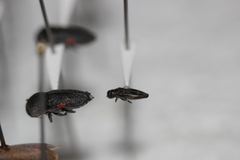Agrilus lecontei celticola