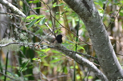 Junco hyemalis thurberi