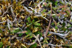 Selaginella wallacei