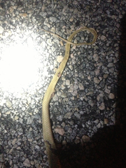 Masticophis flagellum piceus