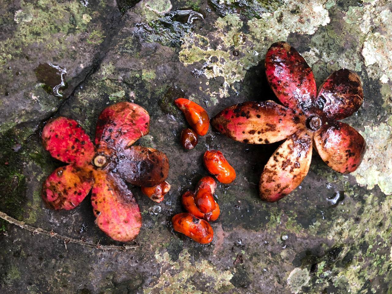 Cabralea canjerana