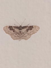Idaea rusticata