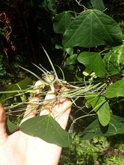 Passiflora porophylla