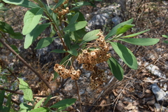 Pluchea carolinensis