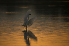 Egretta garzetta
