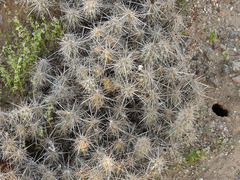 Grusonia kunzei