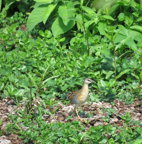 Yellow-breasted Crake (Laterallus flaviventer), photo 4