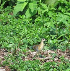 Hapalocrex flaviventer