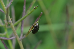 Phyllotreta ochripes