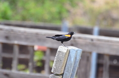 Agelaius phoeniceus mailliardorum