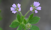 Small-flowered Crane's-Bill - Photo (c) Rasbak, some rights reserved (CC BY-SA)