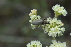 Cortodera