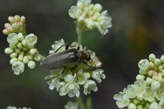 Cortodera
