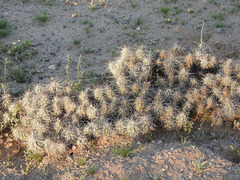 Grusonia kunzei