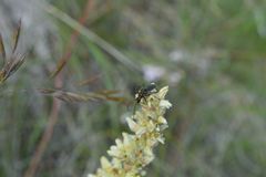 Cortodera