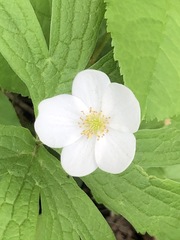 Anemonastrum canadense