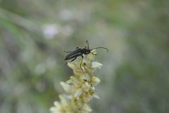 Cortodera