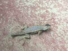 Sceloporus horridus