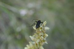 Cortodera