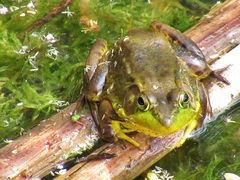 Lithobates clamitans