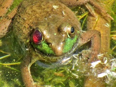 Lithobates clamitans