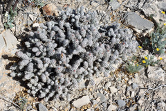 Grusonia moelleri