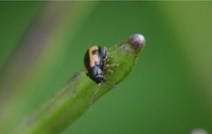 Phyllotreta ochripes