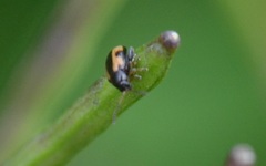 Phyllotreta ochripes