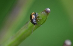 Phyllotreta ochripes