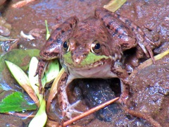 Lithobates clamitans