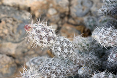 Grusonia moelleri