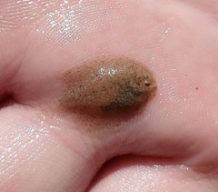 Trinectes maculatus