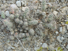Grusonia moelleri