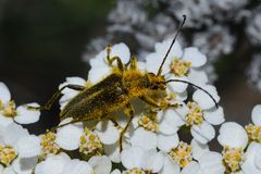 Cortodera