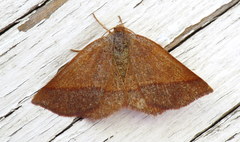 Metarranthis obfirmaria