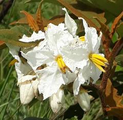 Solanum variabile