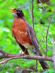 Turdus migratorius