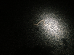 Crotalus cerastes laterorepens