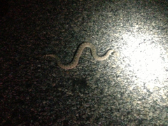 Crotalus cerastes laterorepens