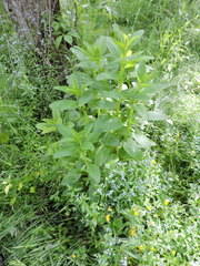 Scrophularia umbrosa