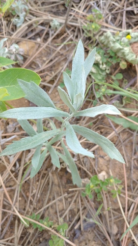 Artemisia ludoviciana