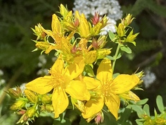 Hypericum × desetangsii